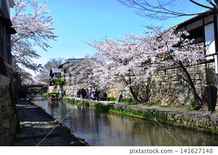 Hachimanbori Canal, cherry blossoms in full bloom, and the Hachimanbori promenade in Omihachiman City, Shiga Prefecture Hachimanbori Canal, cherry blossoms in full bloom, and the Hachimanbori promenade in Omihachiman City, Shiga Prefecture 141627148