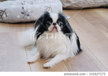 The adorable expression of the Japanese Chin as it lies down and gazes at us. The adorable expression of the Japanese Chin as it lies down and gazes at us. 141627173