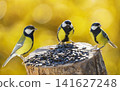 Close up of little birds perching on a bird feeder with sunflower seeds on autumn background. Great tit 141627248