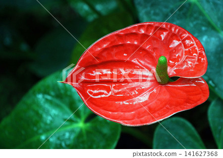 Anthurium madura Anthurium madura 141627368