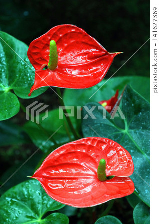 Anthurium madura Anthurium madura 141627369