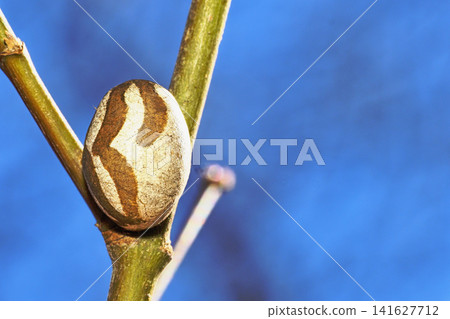Cocoon of Iraga Cocoon of Iraga 141627712