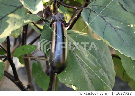 A close-up view of eggplants being grown in a field. 141627728
