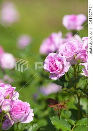 Rose garden in full bloom Rose garden in full bloom 141627734