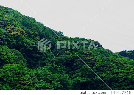 初夏時節,山坡上綠樹成蔭,景色宜人。 初夏時節,山坡上綠樹成蔭,景色宜人。 141627746
