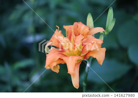 橙瓣黃花菜的特寫 橙瓣黃花菜的特寫 141627980