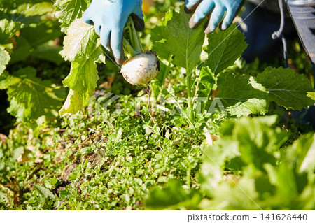 A young woman harvesting winter vegetables A young woman harvesting winter vegetables 141628440