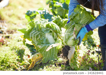 A young woman harvesting winter vegetables A young woman harvesting winter vegetables 141628441