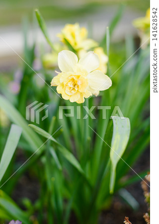 Beautiful Double Yellow Narcissus Milena Blooming in Spring Garden 141628542