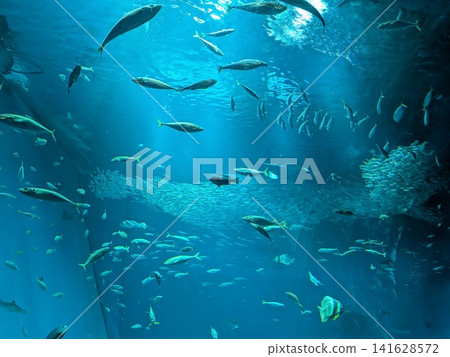 一組沙丁魚 一組沙丁魚 141628572