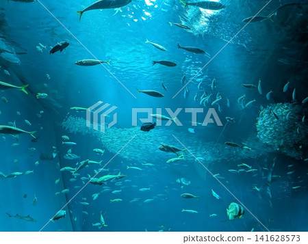 一組沙丁魚 一組沙丁魚 141628573