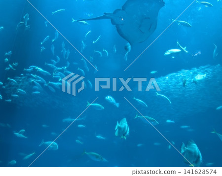 美麗的海底世界 美麗的海底世界 141628574
