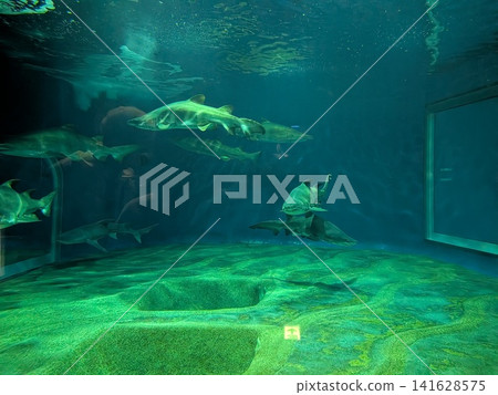 鯊魚水族館，海洋獵手的天堂 141628575
