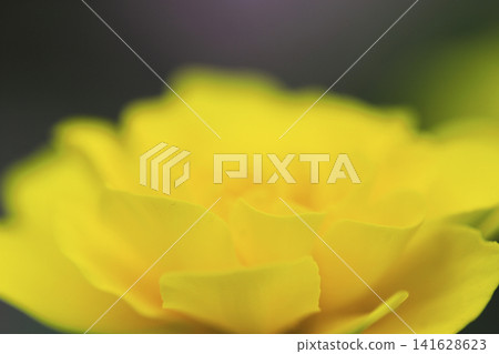 Close-up photo of yellow marigolds blooming in a flowerbed. Close-up photo of yellow marigolds blooming in a flowerbed. 141628623