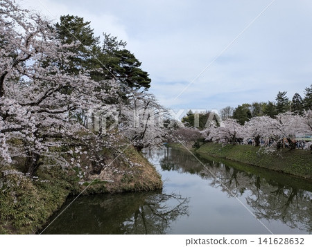 A moat and cherry blossoms in full bloom A moat and cherry blossoms in full bloom 141628632