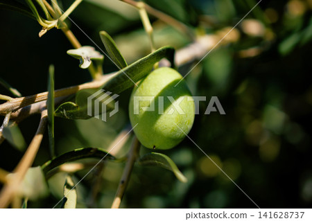 Green unripe olive fruit growing on a branch with leaves in sunlight agriculture and food production closeup 141628737
