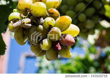 Close up of ripening green and red grapes on vine against blue sky and blurred green foliage Close up of ripening green and red grapes on vine against blue sky and blurred green foliage 141628738