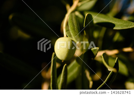 Unripe Green Olive Hanging on a Branch with Sunlight Shining Through Leaves Unripe Green Olive Hanging on a Branch with Sunlight Shining Through Leaves 141628741