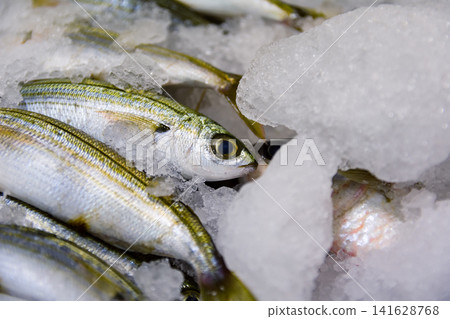 Freshly Caught Small Fish Chilled on Ice Ready for Sale at Market Freshly Caught Small Fish Chilled on Ice Ready for Sale at Market 141628768