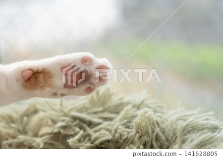 Cute cat's hand Cute cat's hand 141628805