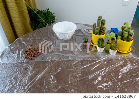Cactus and Succulent Repotting Setup on Table with Protective Film Cactus and Succulent Repotting Setup on Table with Protective Film 141628967