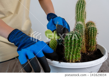 Woman Hands in Blue Gloves Planting Small Prickly Pear Cactus in Bowl 141629034