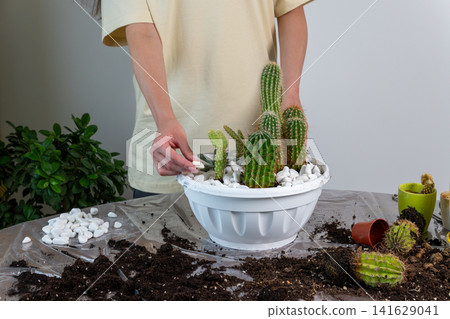 Woman Decorating Potted Cacti and Succulent Bowl with White Pebbles 141629041