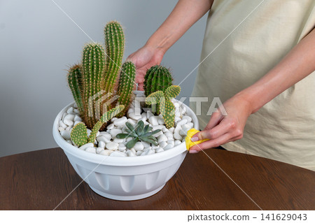 Woman Hands Wiping White Bowl with Yellow Rag After Cacti Repotting Woman Hands Wiping White Bowl with Yellow Rag After Cacti Repotting 141629043