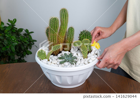 Woman Hands Wiping White Potting Bowl with Cacti and Decorative Pebbles Woman Hands Wiping White Potting Bowl with Cacti and Decorative Pebbles 141629044