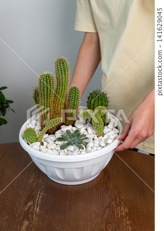 Woman Cleaning White Plastic Bowl with Fresh Cactus and Succulent Arrangement 141629045