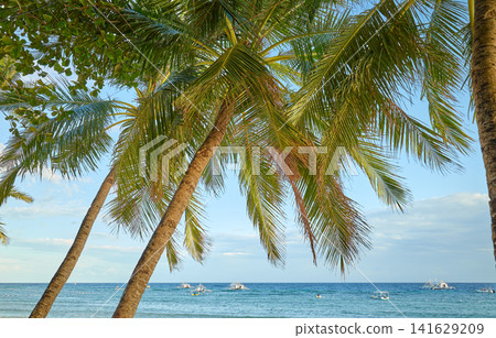 Coconut palms on the beach, Philippines. Coconut palms on the beach, Philippines. 141629209