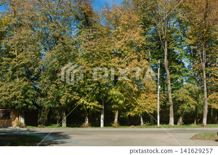 Vibrant autumn foliage captured in a serene park location with tall trees basking in golden sunlight Vibrant autumn foliage captured in a serene park location with tall trees basking in golden sunlight 141629257