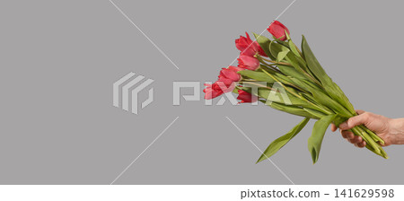 Female hand holding bouquet of red tulip flowers arranged diagonally with green stems and leaves on grey background with copy space. Dynamic composition highlighting bright color and Female hand holding bouquet of red tulip flowers arranged diagonally with green stems and leaves on grey background with copy space. Dynamic composition highlighting bright color and 141629598