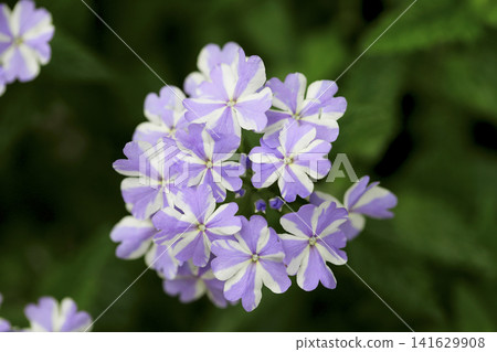 The light purple and white striped flowers of the Superbena 'Ice Twinkle' bloom in the flowerbed, giving it a refreshing look. The light purple and white striped flowers of the Superbena 'Ice Twinkle' bloom in the flowerbed, giving it a refreshing look. 141629908