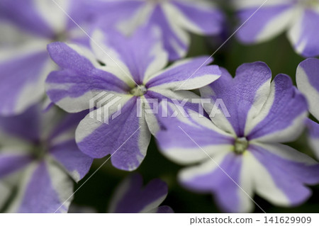 The light purple and white striped flowers of the Superbena 'Ice Twinkle' bloom in the flowerbed, giving it a refreshing look. The light purple and white striped flowers of the Superbena 'Ice Twinkle' bloom in the flowerbed, giving it a refreshing look. 141629909