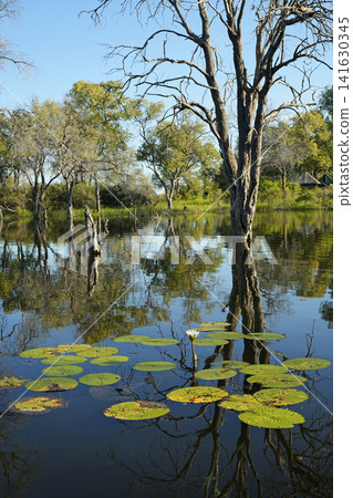 Okavango Delta 141630345