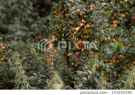 Ripe yellow and red plums hanging on branches in summer, fruit trees in orchard with green leaves and soft foreground plants in natural agricultural landscape Ripe yellow and red plums hanging on branches in summer, fruit trees in orchard with green leaves and soft foreground plants in natural agricultural landscape 141630390