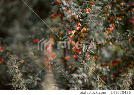 Ripe yellow and red plums hanging on branches in summer, fruit trees in orchard with green leaves and soft foreground plants in natural agricultural landscape Ripe yellow and red plums hanging on branches in summer, fruit trees in orchard with green leaves and soft foreground plants in natural agricultural landscape 141630426