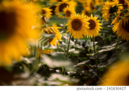 Sunflower field in summer, close up view of blooming yellow sunflowers with green leaves in agricultural landscape and shallow depth of field nature background Sunflower field in summer, close up view of blooming yellow sunflowers with green leaves in agricultural landscape and shallow depth of field nature background 141630427