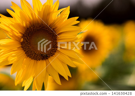 Sunflower field in summer, close up view of blooming yellow sunflowers with green leaves in agricultural landscape and shallow depth of field nature background Sunflower field in summer, close up view of blooming yellow sunflowers with green leaves in agricultural landscape and shallow depth of field nature background 141630428