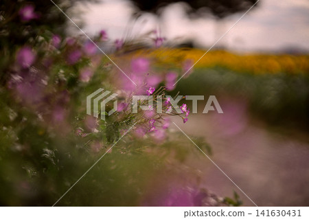 Pink wildflowers blooming beside path, close up of delicate summer flowers with soft foreground and blurred background in natural outdoor landscape Pink wildflowers blooming beside path, close up of delicate summer flowers with soft foreground and blurred background in natural outdoor landscape 141630431