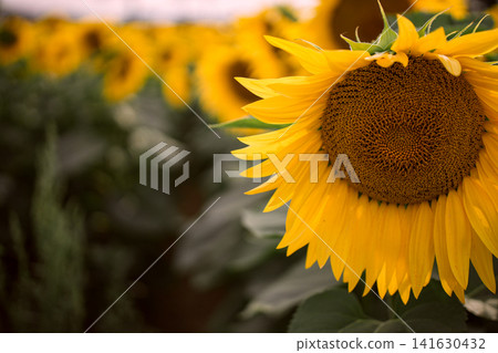 Sunflower field in summer, close up view of blooming yellow sunflowers with green leaves in agricultural landscape and shallow depth of field nature background Sunflower field in summer, close up view of blooming yellow sunflowers with green leaves in agricultural landscape and shallow depth of field nature background 141630432