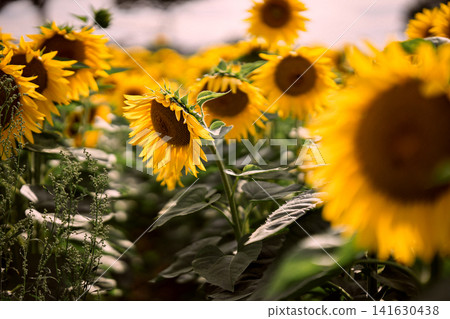 Sunflower field in summer, close up view of blooming yellow sunflowers with green leaves in agricultural landscape and shallow depth of field nature background Sunflower field in summer, close up view of blooming yellow sunflowers with green leaves in agricultural landscape and shallow depth of field nature background 141630438