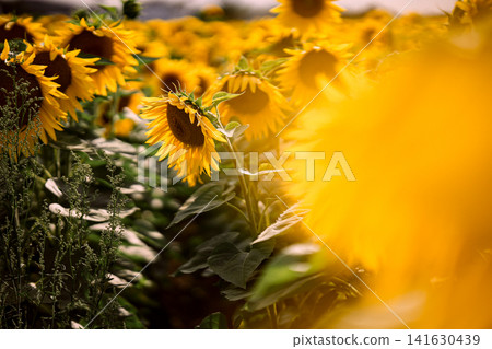 Sunflower field in summer, close up view of blooming yellow sunflowers with green leaves in agricultural landscape and shallow depth of field nature background Sunflower field in summer, close up view of blooming yellow sunflowers with green leaves in agricultural landscape and shallow depth of field nature background 141630439
