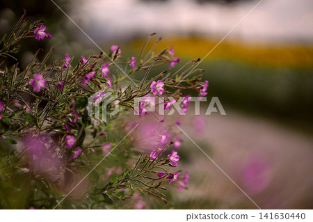 Pink wildflowers blooming beside path, close up of delicate summer flowers with soft foreground and blurred background in natural outdoor landscape Pink wildflowers blooming beside path, close up of delicate summer flowers with soft foreground and blurred background in natural outdoor landscape 141630440