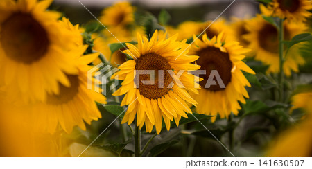 Sunflower field in summer, close up view of blooming yellow sunflowers with green leaves in agricultural landscape and shallow depth of field nature background Sunflower field in summer, close up view of blooming yellow sunflowers with green leaves in agricultural landscape and shallow depth of field nature background 141630507