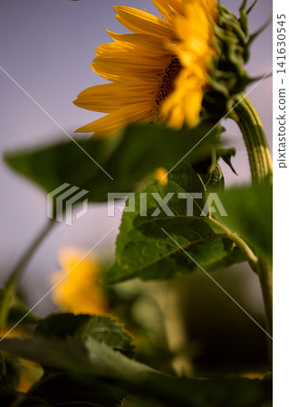 Sunflower field in summer, close up view of blooming yellow sunflowers with green leaves in agricultural landscape and shallow depth of field nature background Sunflower field in summer, close up view of blooming yellow sunflowers with green leaves in agricultural landscape and shallow depth of field nature background 141630545