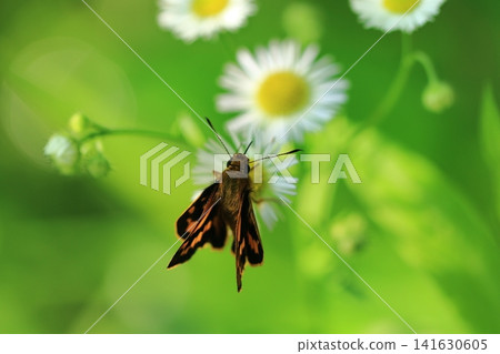 Yellow-spotted Skipper and Erigeron annuus (6) Yellow-spotted Skipper and Erigeron annuus (6) 141630605