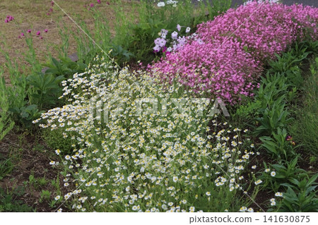 春天,公園花圃裡盛開著白色的洋甘菊和粉紅色的菖蒲花。 春天,公園花圃裡盛開著白色的洋甘菊和粉紅色的菖蒲花。 141630875