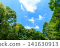 A forest of fresh green foliage surrounded by a blue sky and white clouds 141630913